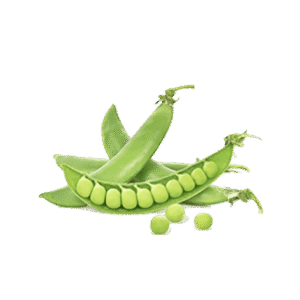 Sugar Snap Seeds